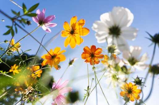 A mix of colorful flowers on a sunny spring day